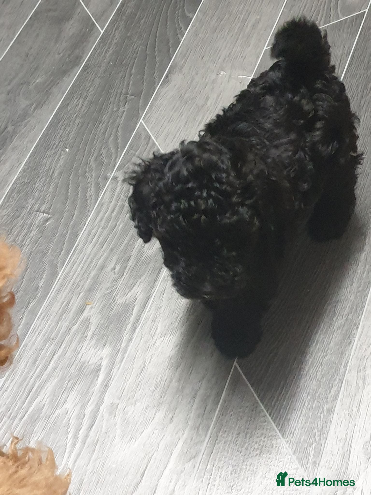 Toy Poodle dogs Last boy all black  - Advert 8