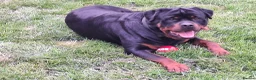 Rottweiler dogs for sale: Kc registerd rottweiler puppies - Advert 31