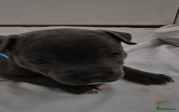 Staffordshire Bull Terrier dogs for sale: Blue staffs for sale £900 - Image 12