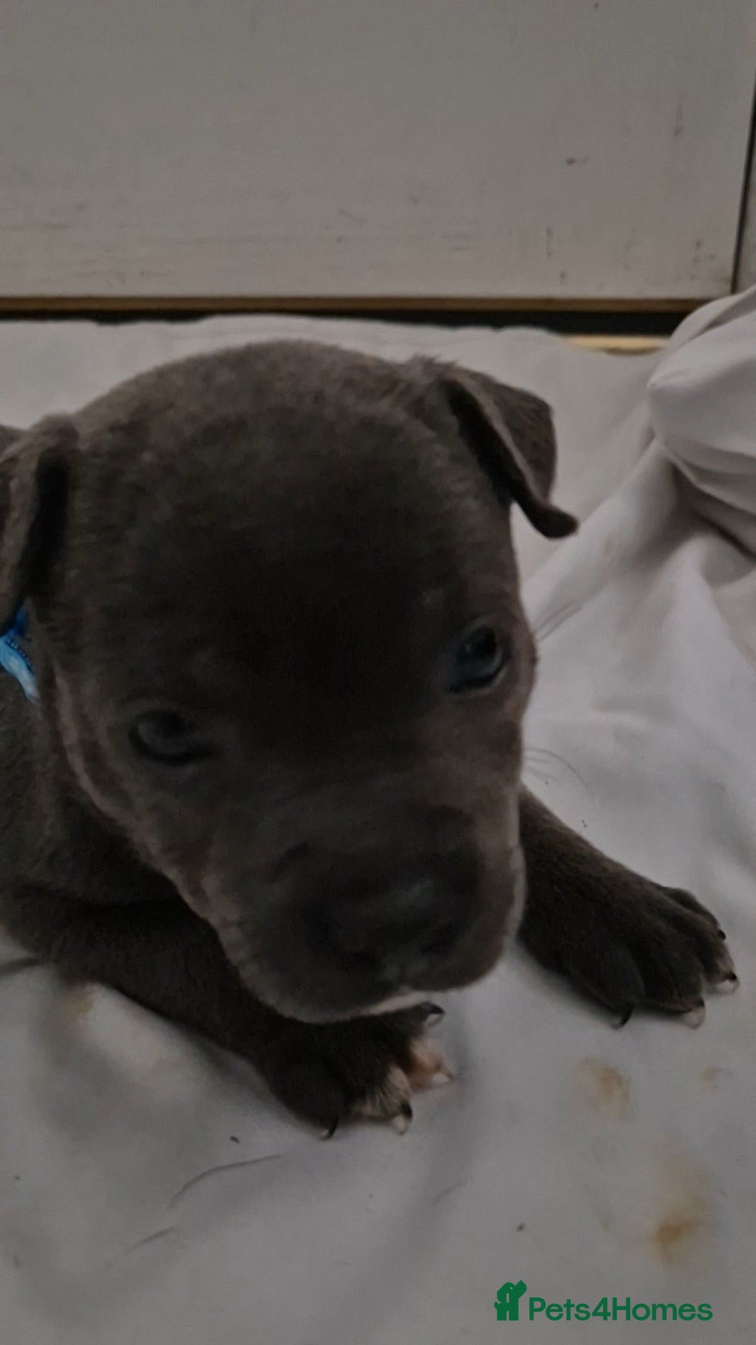 Staffordshire Bull Terrier dogs for sale: Blue staffs for sale £900 - Image 12