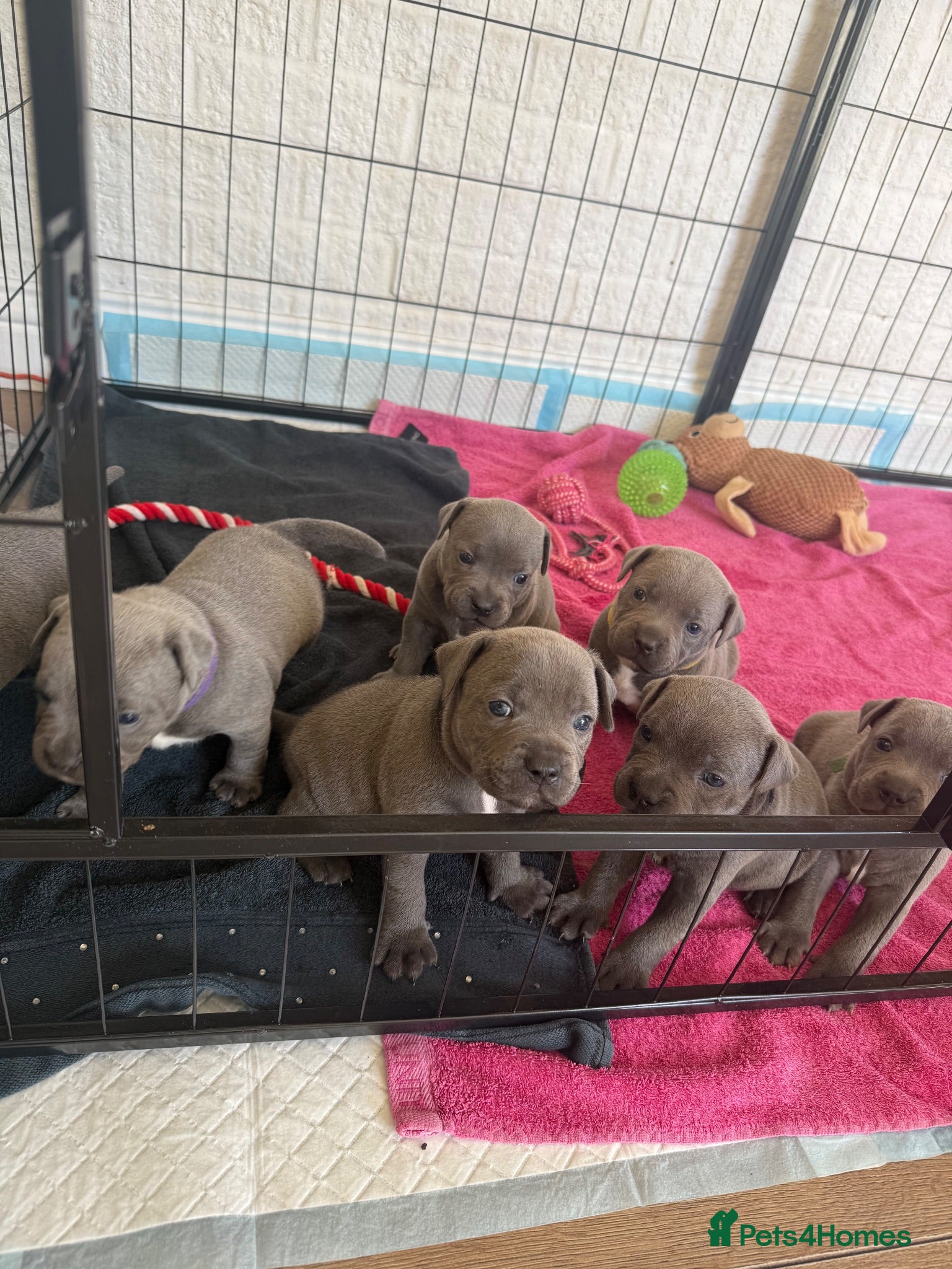 Staffordshire Bull Terrier dogs KC staffy puppies Available - Advert 16