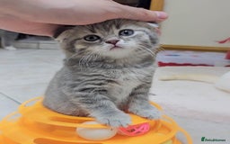 Scottish Fold cats for sale: Adorable Kittens Ready For New Home - Image 19