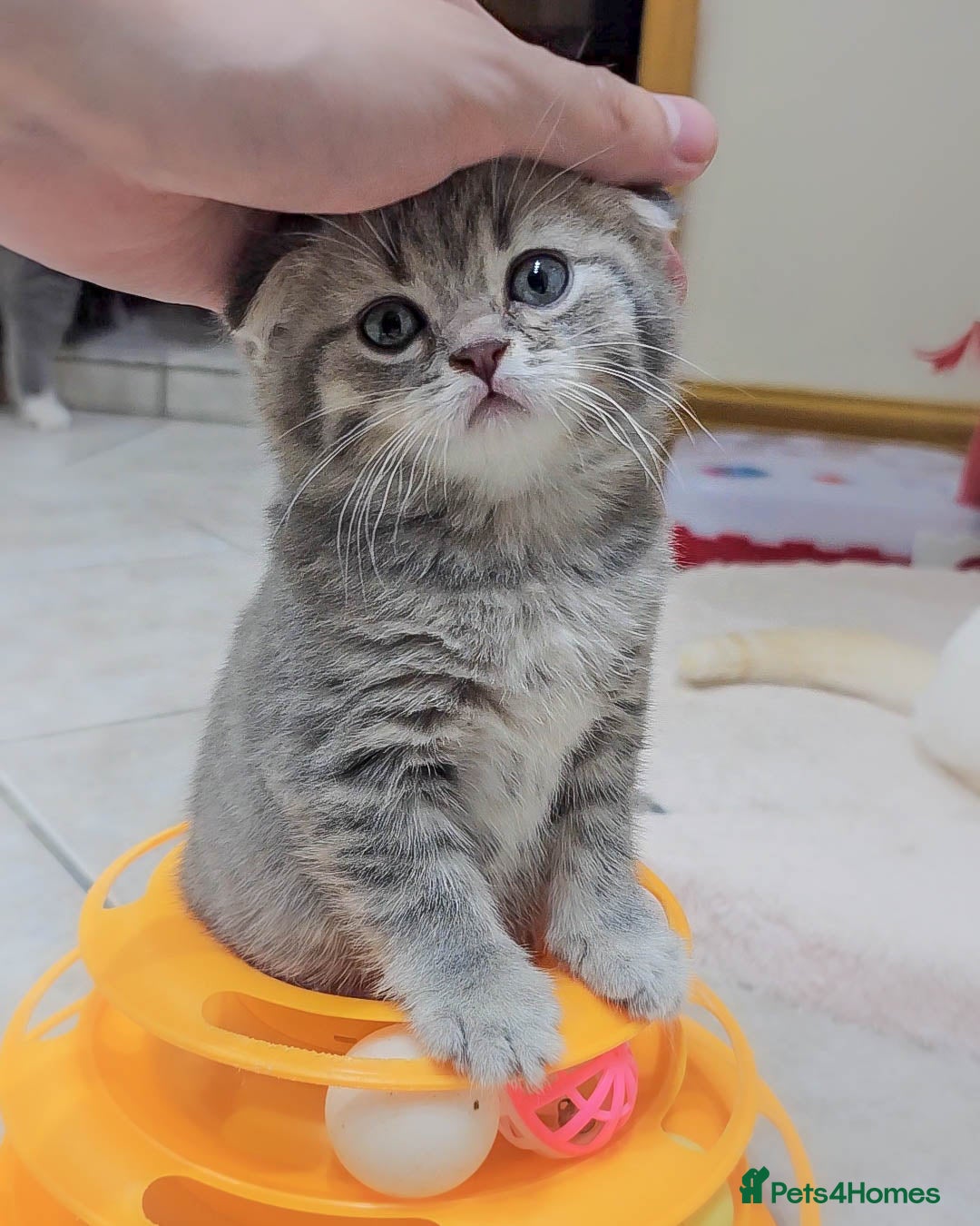 Scottish Fold cats for sale: Adorable Kittens Ready For New Home - Image 19