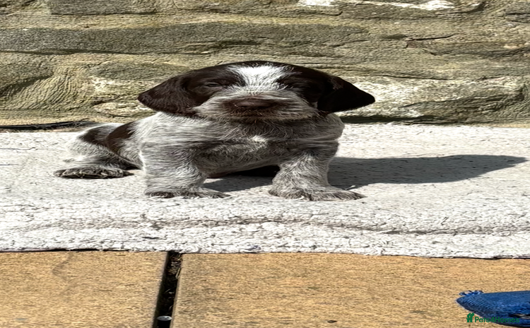 Italian Spinone dogs - Advert 1