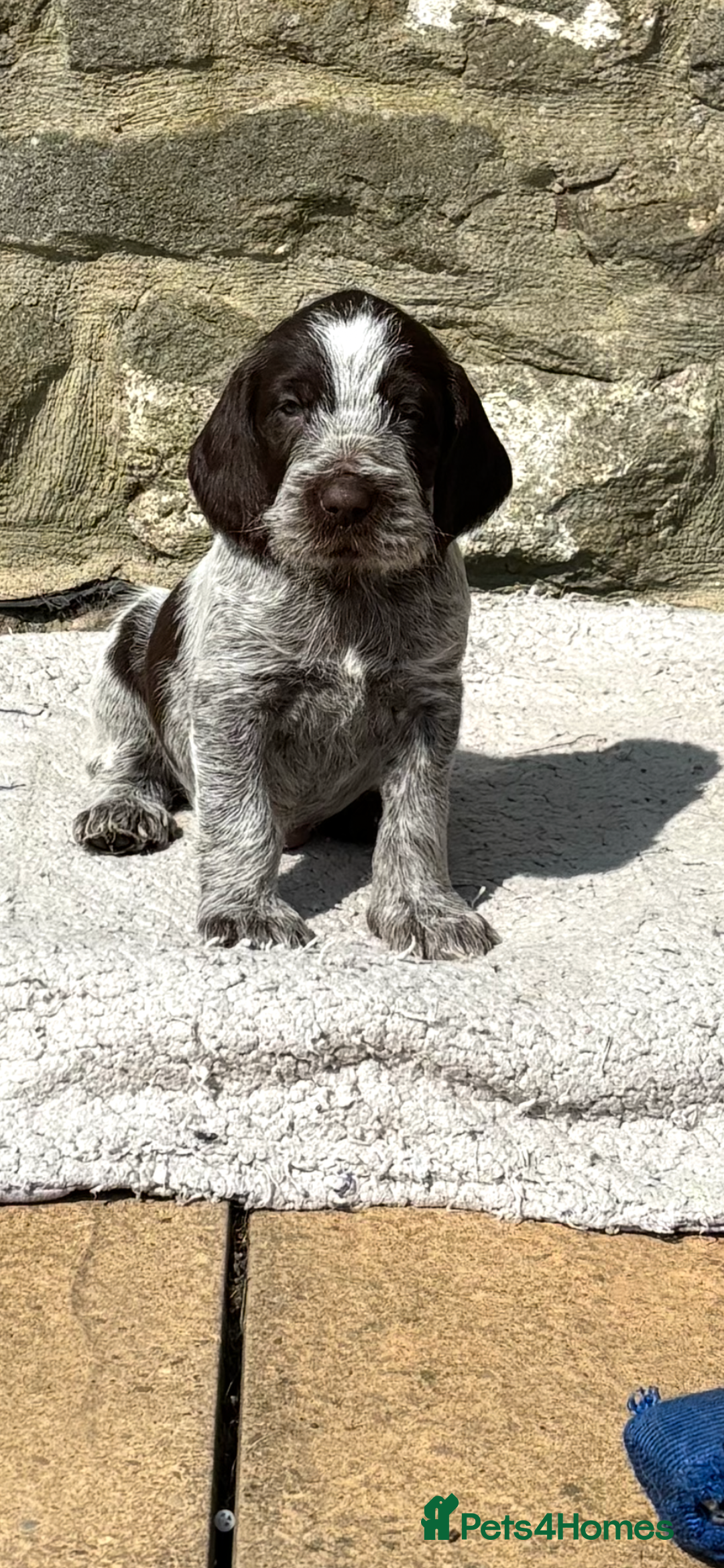 Italian Spinone dogs for sale: Stunning Spinones  - Image 2