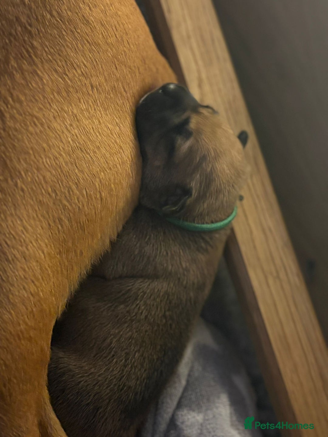 Staffordshire Bull Terrier dogs for sale: KC Staffordshire bull terriers 🧡🧡🏆🩸 REDS  - Image 8