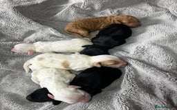 Australian Labradoodle dogs for sale: 6 Gorgeous Australian Labradoodle Puppies - Image 37