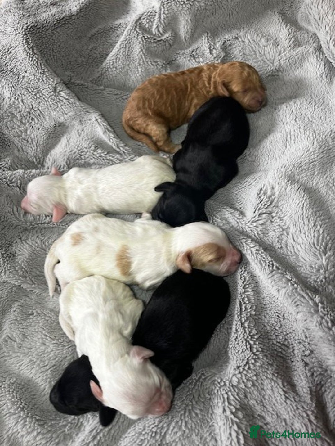 Australian Labradoodle dogs for sale: 6 Gorgeous Australian Labradoodle Puppies - Image 37