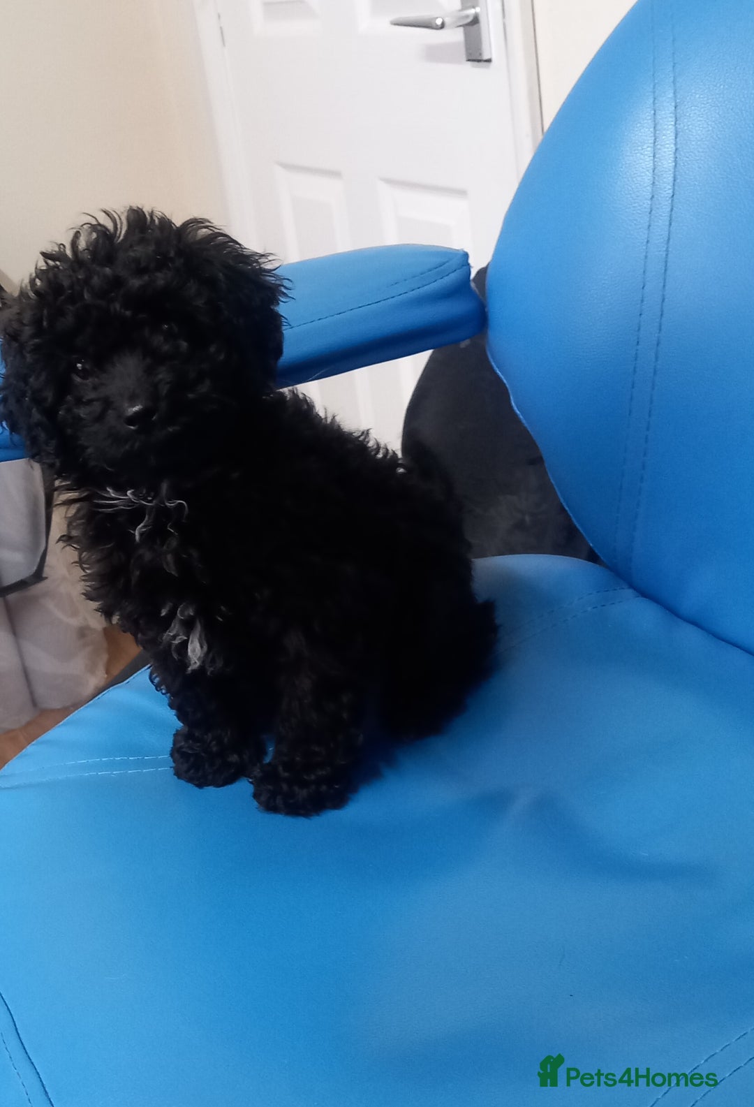 Cavapoo dogs for sale: 1 black male puppy ready to leave now - Advert 3