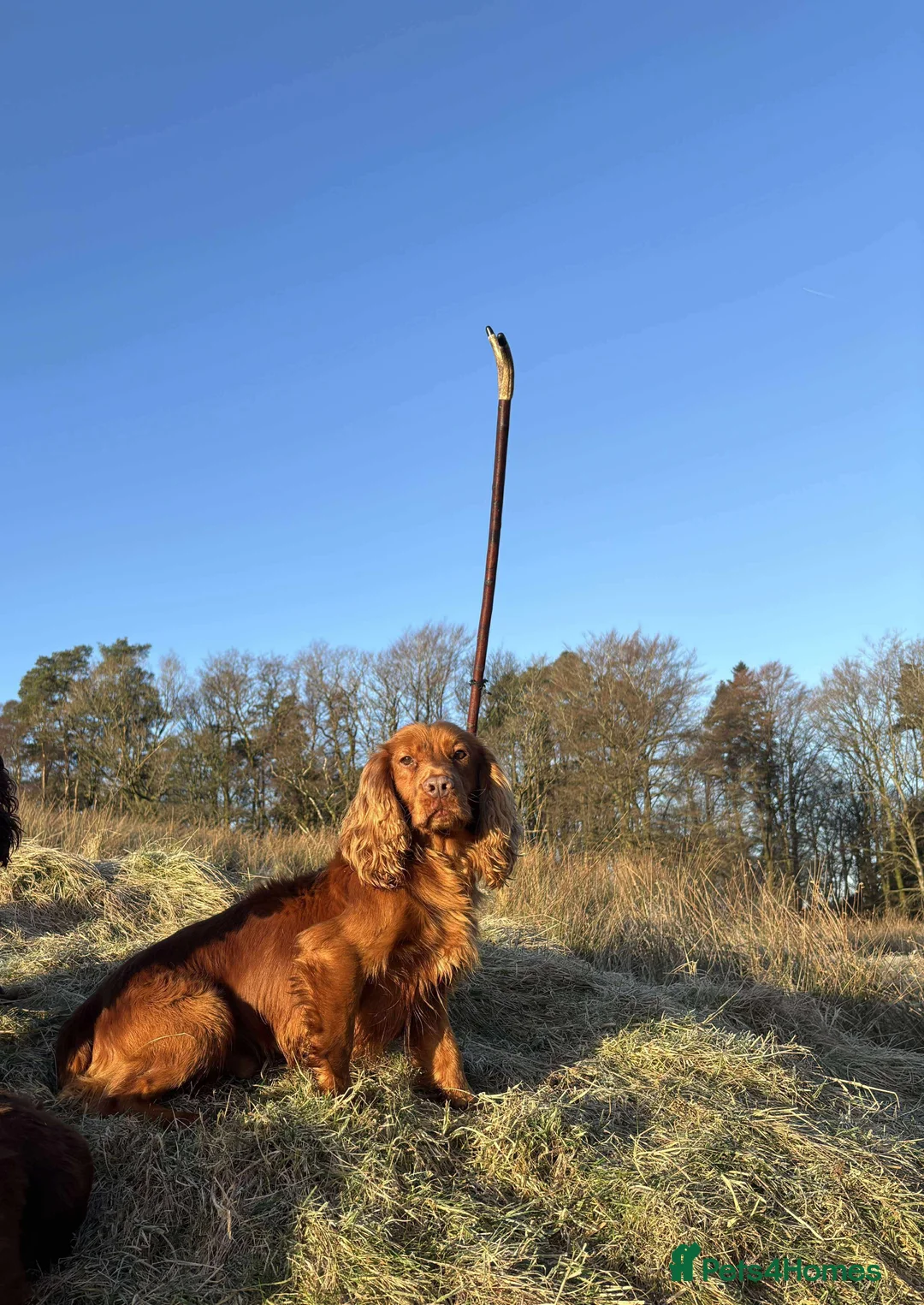 Cocker Spaniel dogs for sale: BEAUTIFUL Working Cocker Spaniels - Advert 27