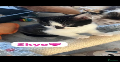 Mixed Breed cats - Advert 12