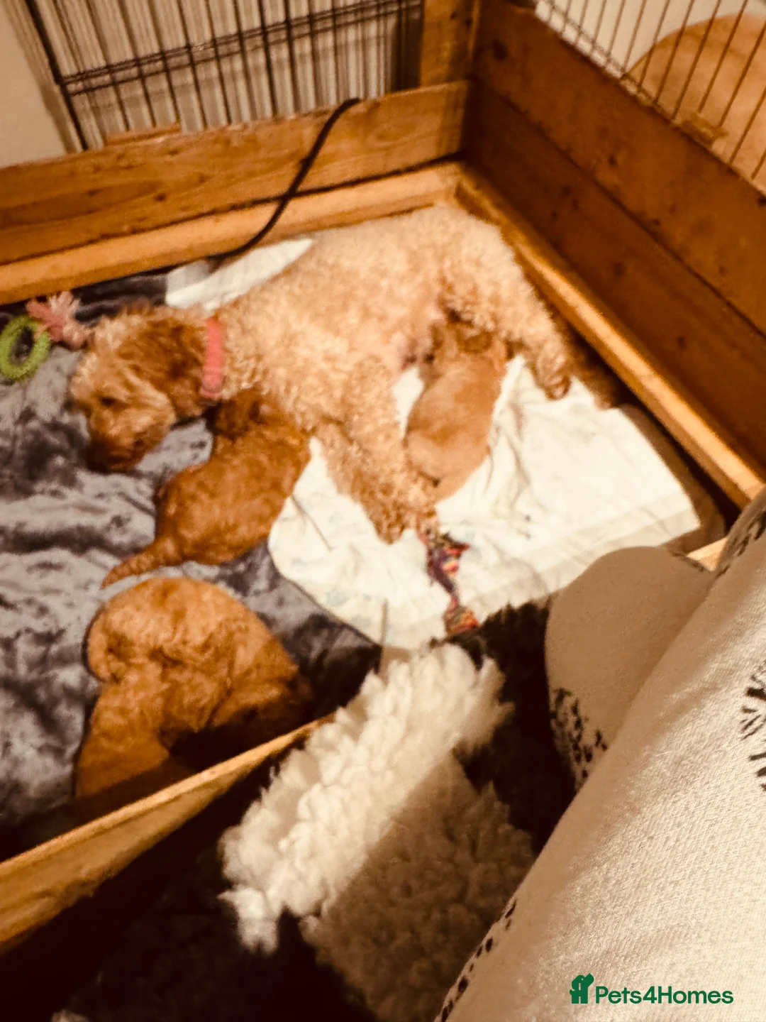 Labradoodle dogs for sale: F2bb labradoodle  - Advert 24