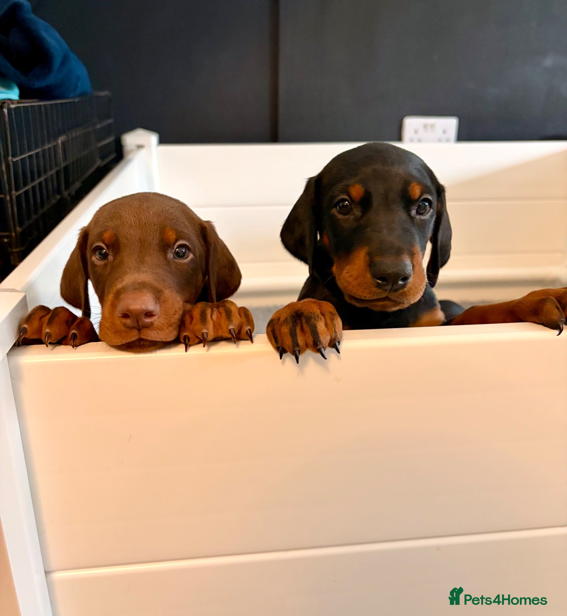 Dobermann dogs Ready July 4th | KC Registered Doberman Puppies 🐾 - Advert 1