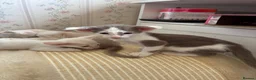 Oriental cats for sale: ✨Gorgeous Oriental Shorthair Kittens  - Advert 4