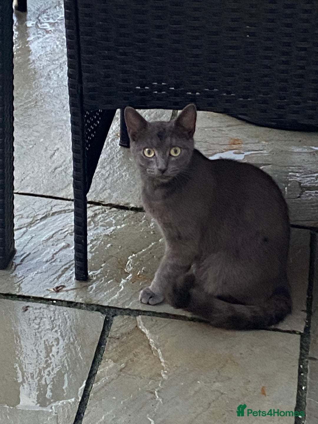 Mixed Breed cats for sale: British blue/Russian blue cross - Image 10