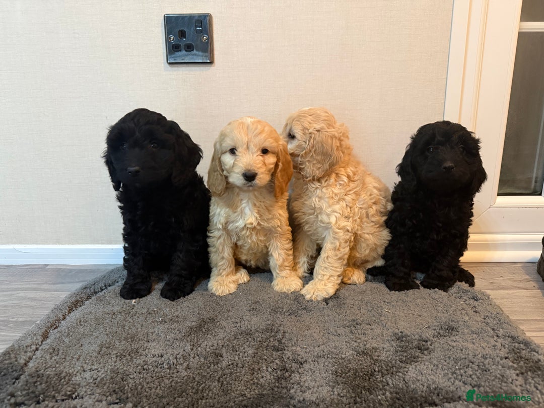 Cockapoo dogs for sale: Cockapoo puppies - Advert 17