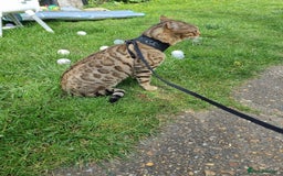 Bengal cats for stud: TICA active Brown spotted bengal for STUD in West Drayton - Image 3
