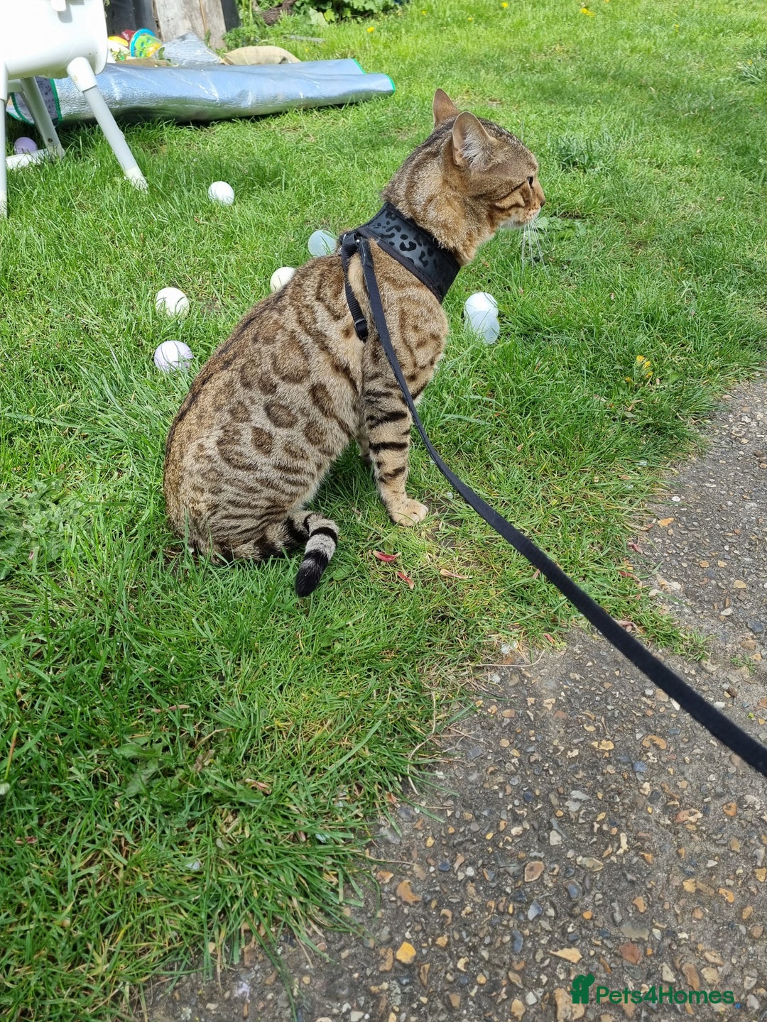 Bengal cats for stud: TICA active Brown spotted bengal for STUD in West Drayton - Image 3