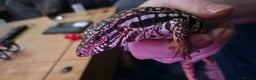 Lizard reptiles for sale: Young Red Tegu For Sale to right buyer - Advert 2