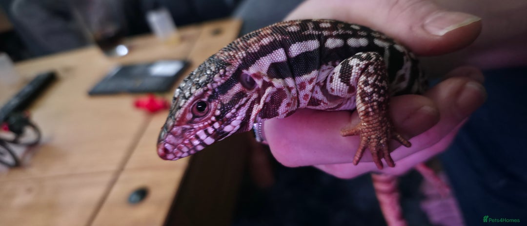 Lizard reptiles for sale: Young Red Tegu For Sale to right buyer - Advert 2