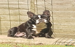 French Bulldog dogs for sale: KC Reg French Bulldog for sale  - Image 5