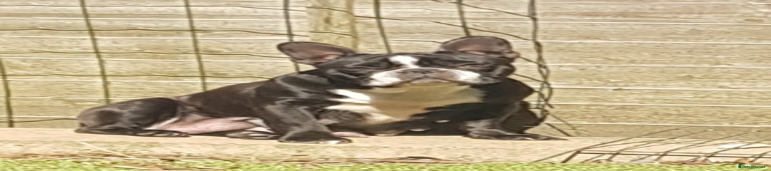 French Bulldog Puppy 2