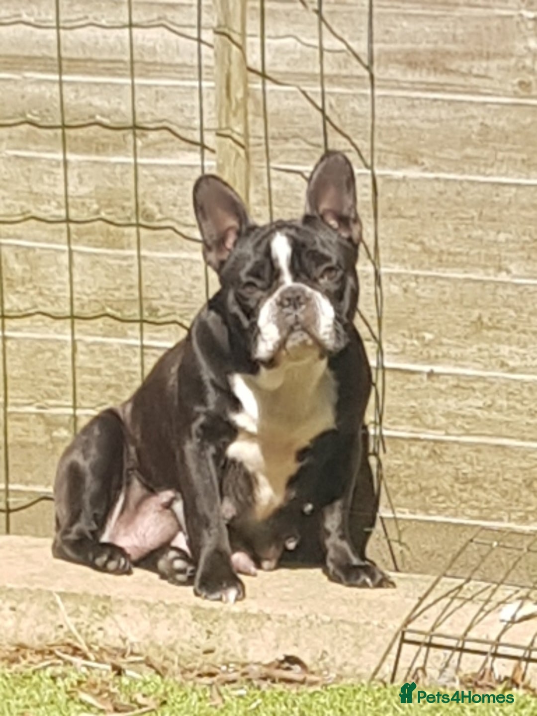 French Bulldog dogs for sale: KC Reg French Bulldog for sale  - Image 5
