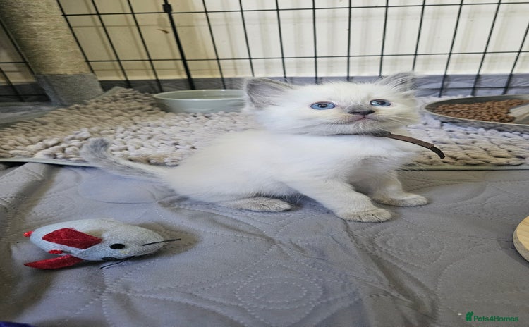Ragdoll cats - Advert 3