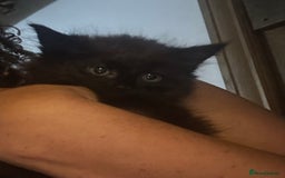 British Longhair cats for sale: Beautiful kittens British Blue Long Hair X  - Image 1