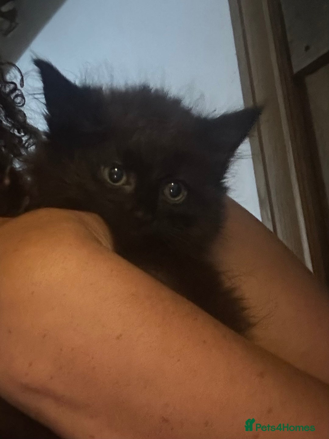 British Longhair cats for sale: Beautiful kittens British Blue Long Hair X  - Image 1