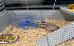 Hamster rodents for sale: Syrian hamster  - Image 3