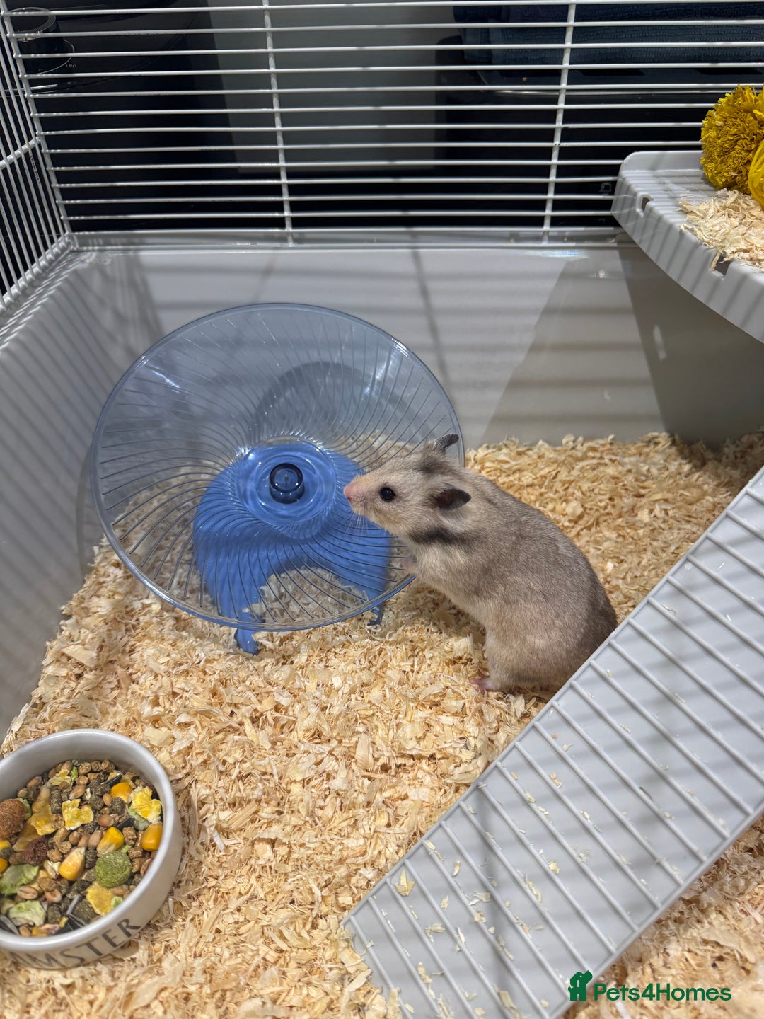 Hamster rodents for sale: Syrian hamster  - Image 3