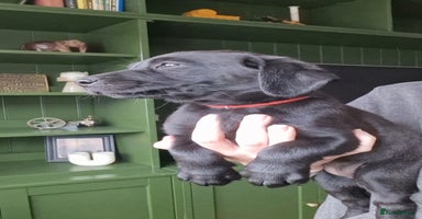 Labrador Retriever dogs - Advert 12