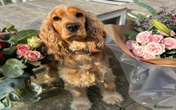 Cocker Spaniel dogs for sale: KC Reg Show Cocker Rizi Bizi bloodline Puppies - Image 24