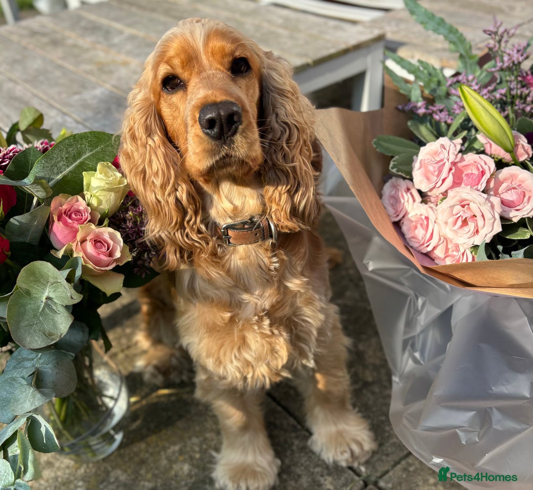 Cocker Spaniel dogs for sale: KC Reg Show Cocker Rizi Bizi bloodline Puppies - Image 24