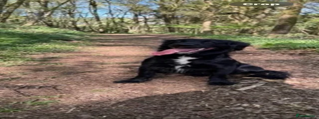 Archie