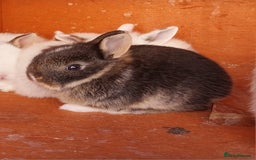 Mixed Breed rabbits for sale: Lovely mixed breed boy rabbit - Advert 4