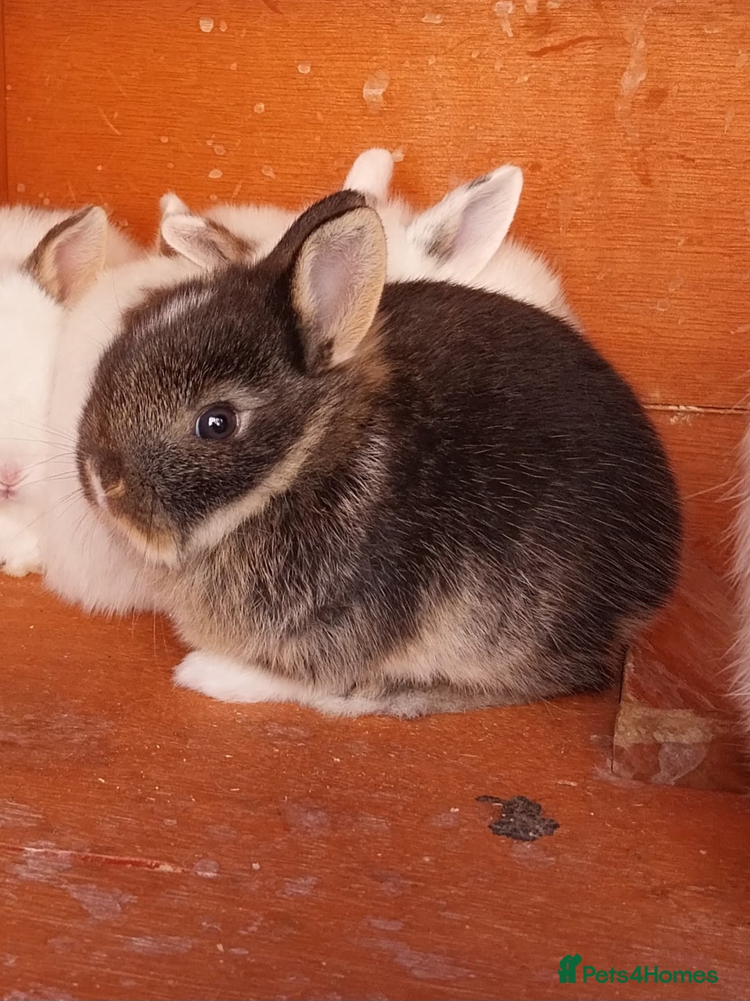 Mixed Breed rabbits for sale: Lovely mixed breed boy rabbit - Advert 4