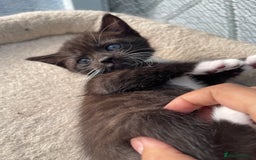 Mixed Breed cats for sale: Half british shorthair kitten - Image 12