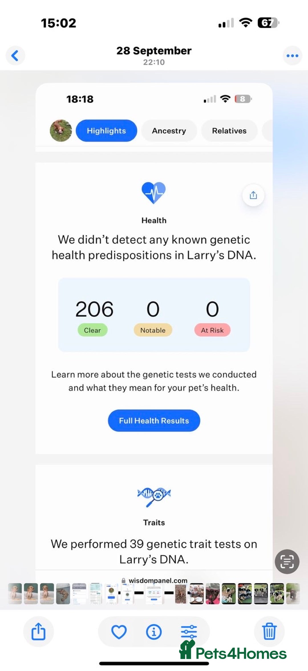 Sprocker dogs for sale: Beautiful working cocker spaniel pups FB1 - Advert 14