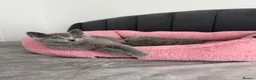 British Shorthair cats for sale: British shorthair kittens - Advert 12
