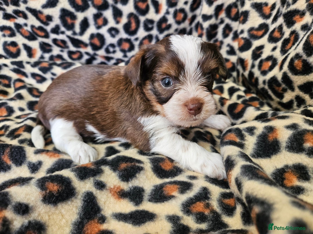 Yorkshire Terrier dogs for sale: 🤎 DNA tested parents 🤎 Yorkie puppies  - Advert 8