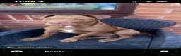 Mixed Breed dogs for sale: Staffy cross for sale  - Advert 5