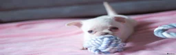 Chihuahua dogs for sale: Kc Registered Small cream/white chihuahua girl  - Advert 4