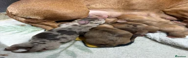 Miniature Dachshund 4