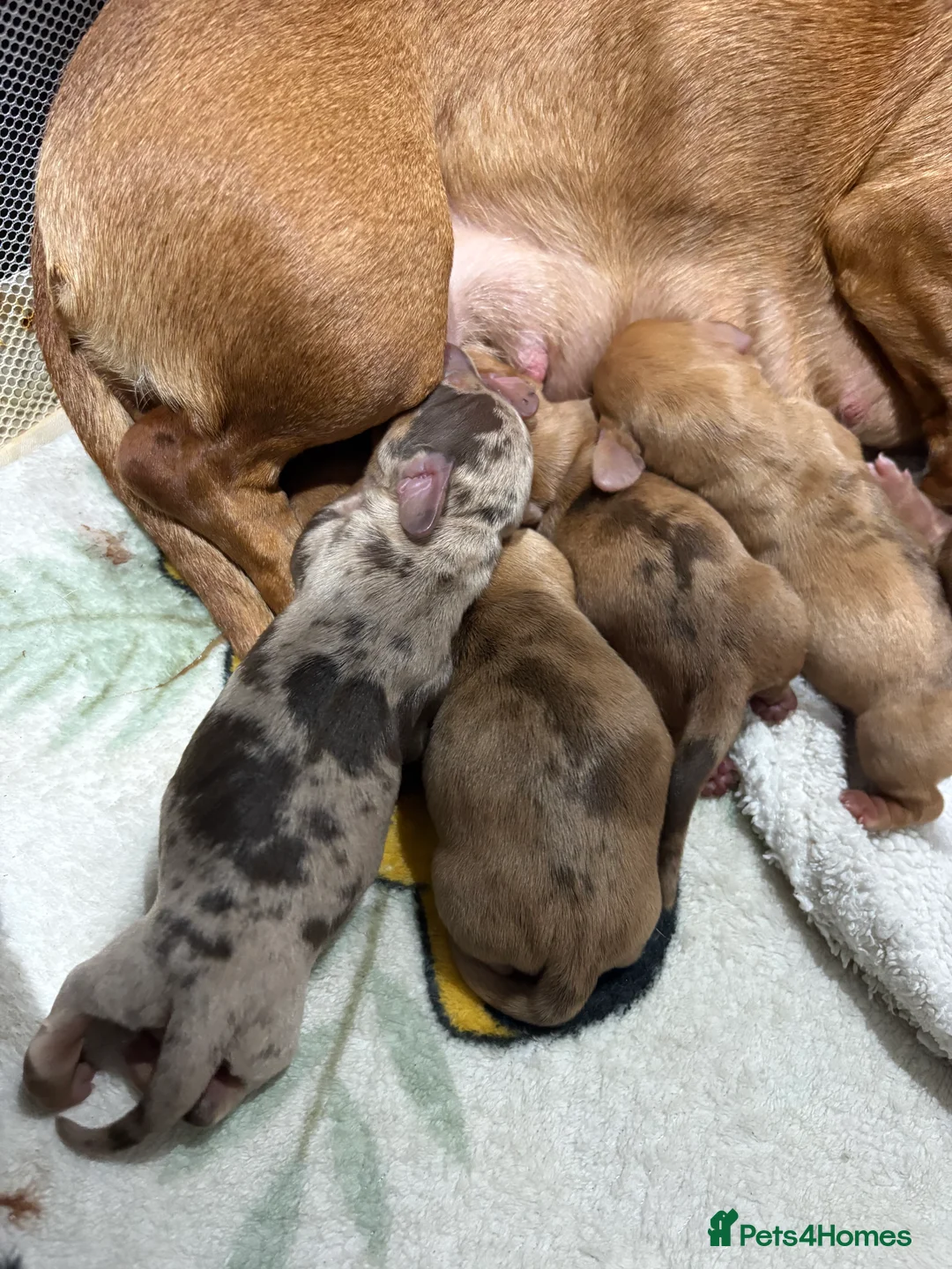 Miniature Dachshund dogs for sale: Miniature dachshund puppies  in Hamilton - Advert 2