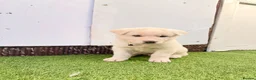 Akita dogs for sale: Akita puppy’s for sale in Birmingham - Advert 28