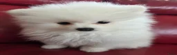 Pomeranian dogs for sale: Pedigree Ice White Pomeranian puppies - Advert 4