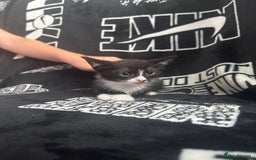 Mixed Breed cats for sale: Tabby/calico  - Image 15