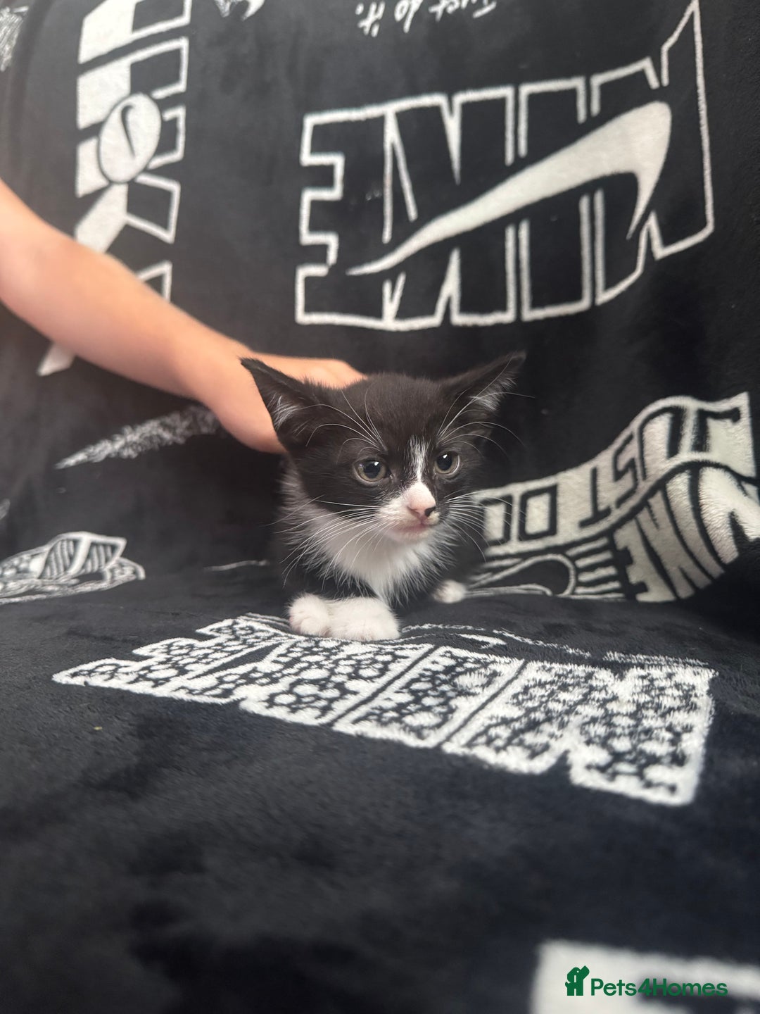 Mixed Breed cats for sale: Tabby/calico  - Image 15